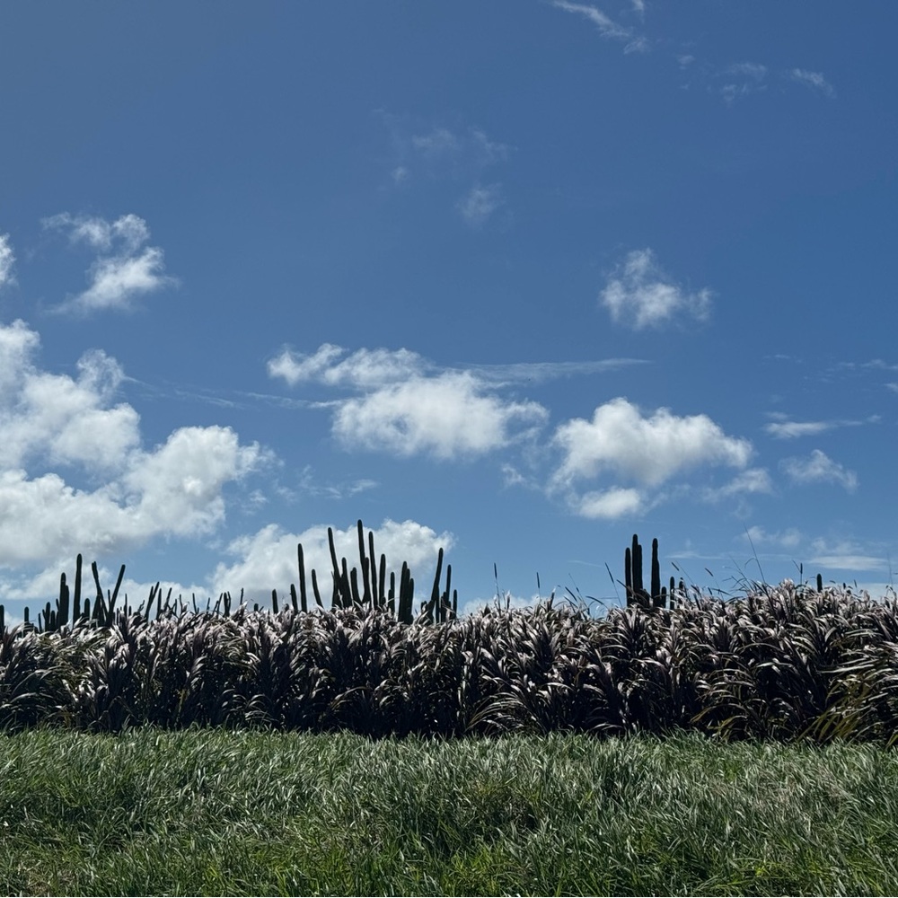 Meet your Posher, Monica